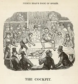 Cockfighting: Cockfighting