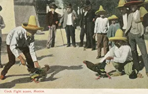 Cockfighting: Cockfighting - Mexico (2/2)