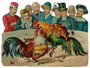 Cocks: Cockfighting - Scrap