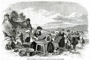 Cockles: Cockle gathering at Penclawdd 1857