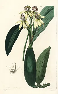 Epidendrum: Cockleshell orchid, Prosthechea cochleata