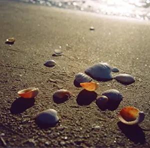 Caspian: Cockleshells, 1988