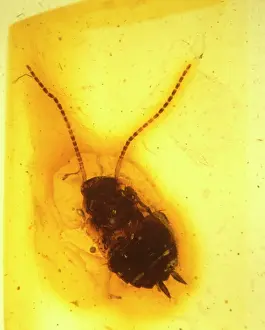 Palaeogene: Cockroach in amber