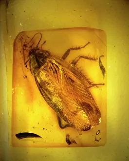 Palaeogene: Cockroach in Baltic amber