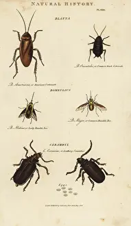 Pantologia: Cockroach, bee and cerambyx beetle
