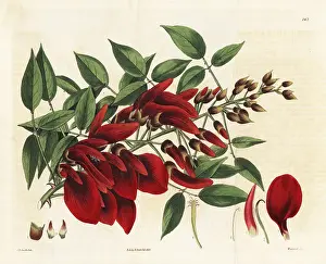 Cockspur: Cock's-comb or cockspur coral tree, Erythrina crista-galli