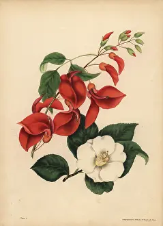 Erythrina: Cock's Comb Coral Tree, Singularity; single