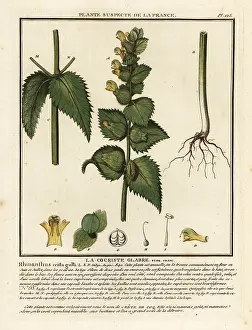 Colour Printing: Cock's comb, Rhinanthus crista-galli