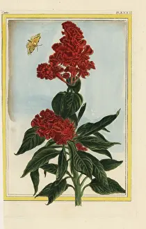 Cristata: Cockscomb, Celosia cristata