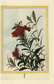 Chinoiserie: Cockscomb, Celosia cristata, with praying mantis