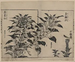 Cockscomb: Cockscomb and two kinds of amarantha