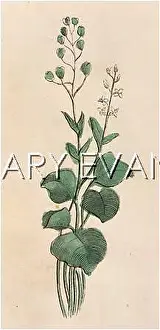 Scurvygrass: COCLEARIA OFFICINALIS