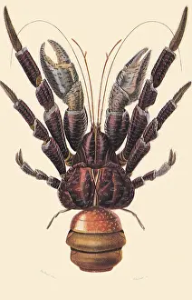 Lobsters: Cocnut Crab (Birgus latro)