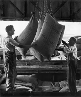 Heinz Zinram: Cocoa beans being lifted from a canal barge