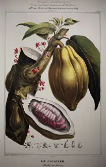 Daquitaine: Cocoa beans, Musee d'Aquitaine, Bordeaux, Aquitaine, France