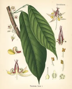 Cacao: Cocoa or cacao leaf, Theobroma cacao