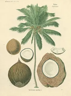 Cacao: Cocoa nucifera L. coco palm