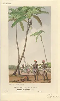 Cacao: Cocoa nucifera L. coco palm