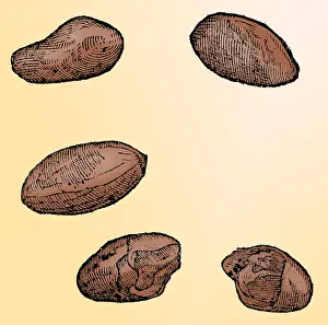 Cacao: Cocoa Seeds, 1605