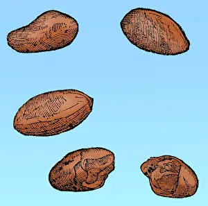 Cacao: Cocoa Seeds, 1605