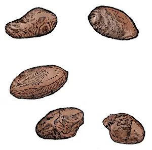 Cacao: Cocoa Seeds, 1605