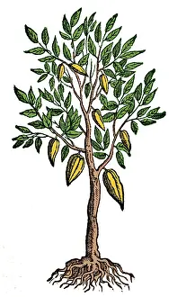 Pods: Cocoa Tree, Theobroma Cacao, 1649