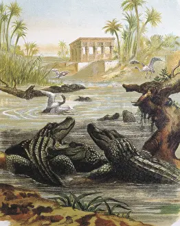 Chordate: Cocodriles in the Nile river. Engraving after