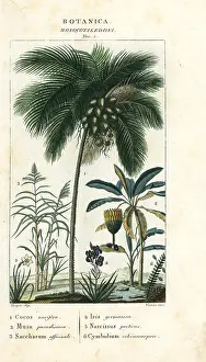 Giarrè: Coconut, banana, sugar cane, etc