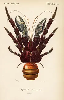 Dorbigny: Coconut crab, Birgus latro