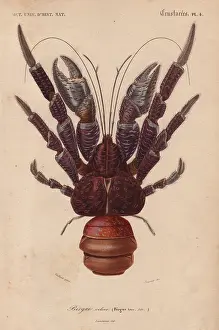 Jean Gabriel: Coconut crab, Birgus latroi