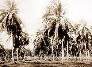 Coconut: Coconut grove, Jamaica