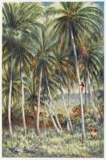 COCONUT PALMS