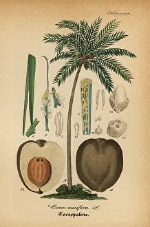 Artus: Coconut tree, Cocos nucifera