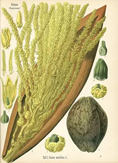 Cocos: Coconut tree, Cocos nucifera