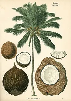 Cocos: Coconut tree, Cocos nucifera