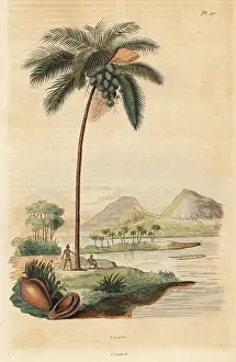 Cocos: Coconut tree, Cocos nucifera
