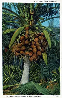 The Roseries Collection: Coconut Tree and Fruit, Port Antonio, Jamaica, West Indies