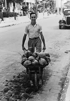 Coconuts: Coconuts, Key West, Florida