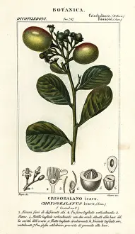 Grandiflora: Cocoplum, Chrysobalanus icaco
