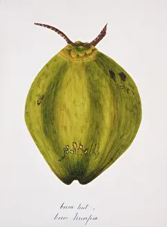 Arecaceae: Cocos nucifera, coconut tree