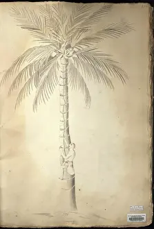 Arecaceae: Cocos nucifera L. coconut tree