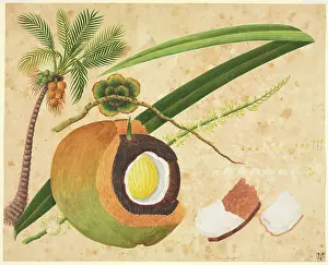 Arecaceae: Cocus nucifera, coconut palm