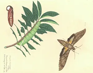 Conclusions: Cocytius antaeus antaeus Drury, giant sphinx moth