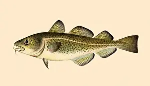 Gadidae: Cod