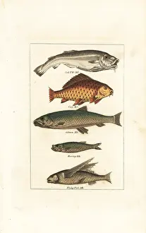 Barrs Buffon: Cod, carp, salmon, herring and flying fish