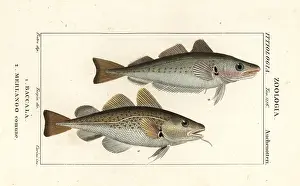 Striata: Cod fish and whiting