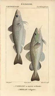 Whiting: Cod, Gadus morhua, and whiting, Merlangius merlangus