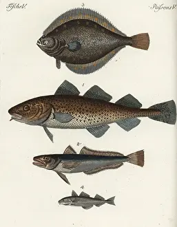 Haddock: Cod, hake, plaice and haddock