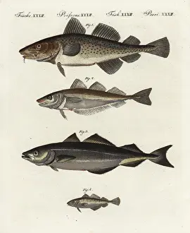 Pollock: Cod, whiting, pollock and poor cod