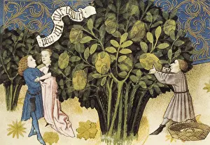 Hasan: Codex Granatensis: Tacuinum Sanitatis. 1400. Folio